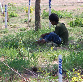 A boy plays among the stakes that record where mines were found in a cleared Cambodian minefield.