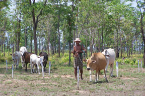 A man moves his cattle through a cleared minefield in Cambodia; white stakes record where landmines were found.