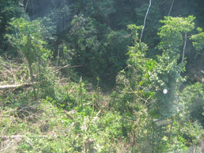 Heavy vegetation